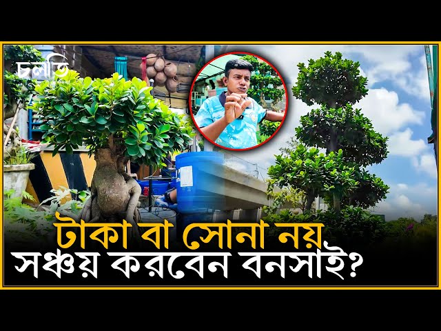 সোনা বা ব্যাংকে টাকা না জমিয়ে বনসাই কেন করবেন? | চলতি