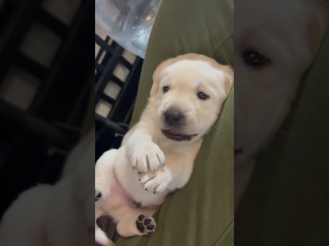 Wiggly Puppy Belly Rubs. Lab Puppy Loves to Snuggle and Play #cutepuppy #labrador #puppy