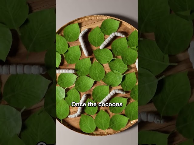 Chinese Legend of the Silkworm