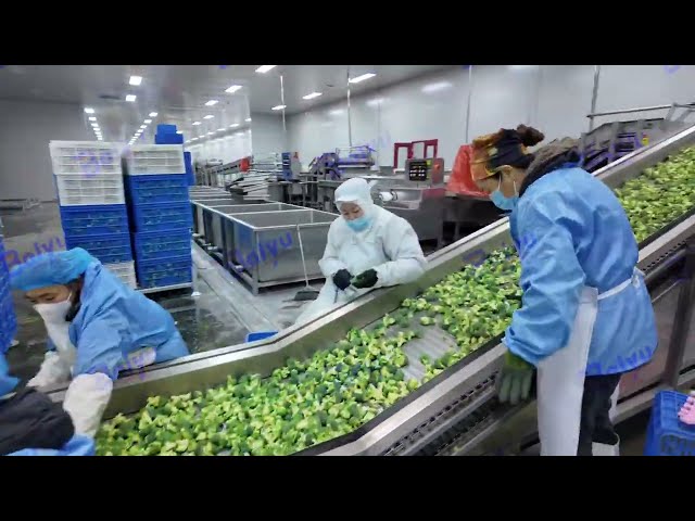 Real Frozen Broccoli Processing Line 🥦❄️ | Factory Production in Action