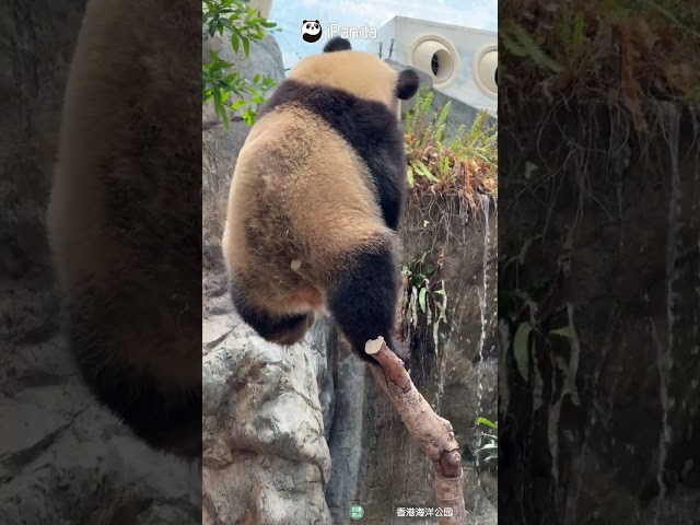 Sister Wins This Round Of Panda Sibling Combat | iPanda #shorts #HKPanda