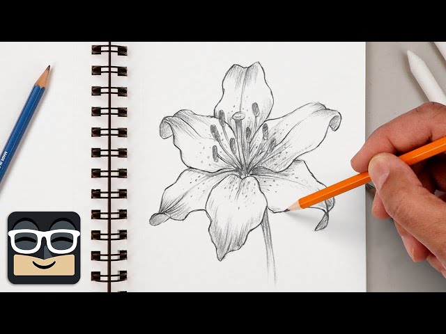 How to Draw a Realistic Lily | Step by Step Sketch Tutorial