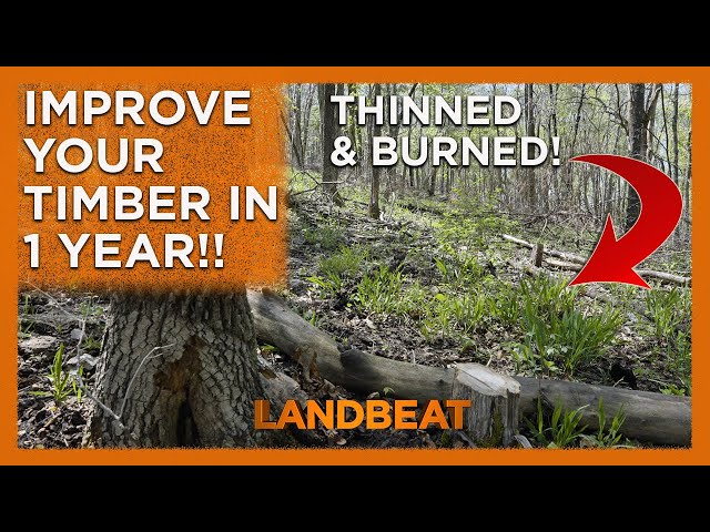 Drastically Improve Your Timber In 1 Year!