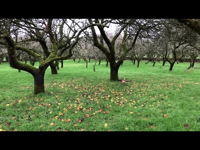The walled garden & orchard which was planted in 1940 by my grandfather