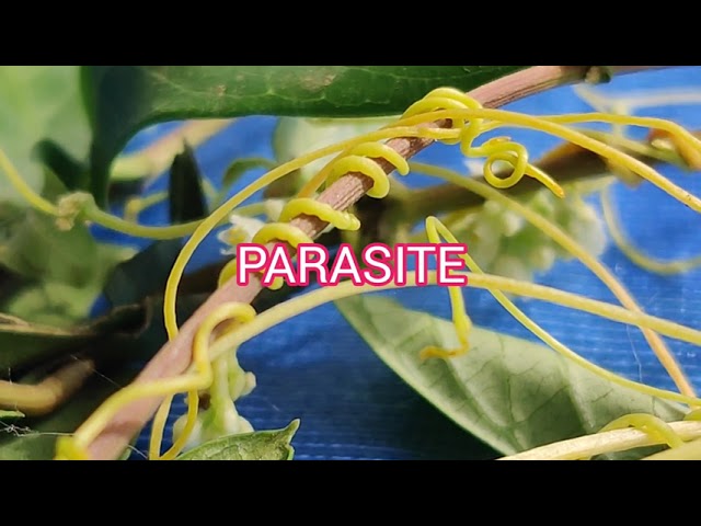 WHAT IS PARASITIC NUTRITION?, PARASITE,7th class, Nutrition in organisms