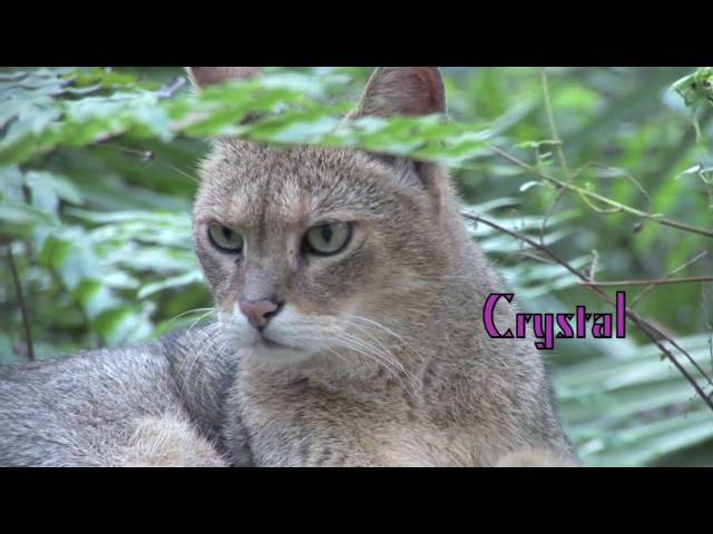 JUNGLE CAT - Species Spotlight