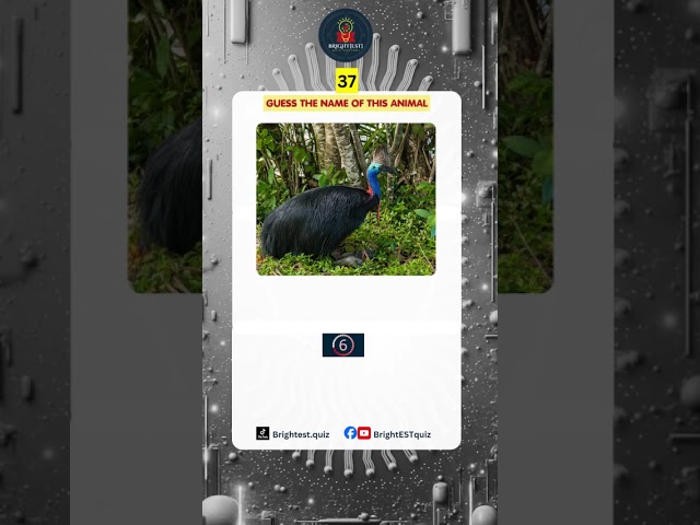 Guess the name of the animal #triviachallenge #animalshorts #brightestquiz #fypシ゚viral