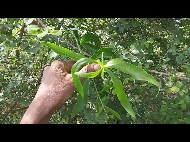 Identity the parasite plant September 15, 2026