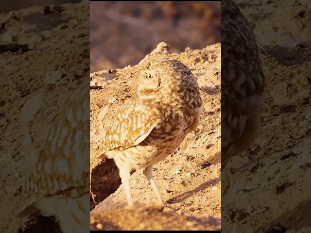ENCHANTING OWLS IN 8K | MYSTERIES OF THE NIGHT SKY #wildlife #animals #8kwildlife #animalfacts