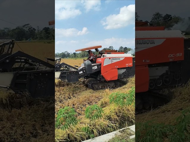 COMBINE HARVESTER KUBOTA DC93 eps 105 #kombisawah #combineharvester #kubota