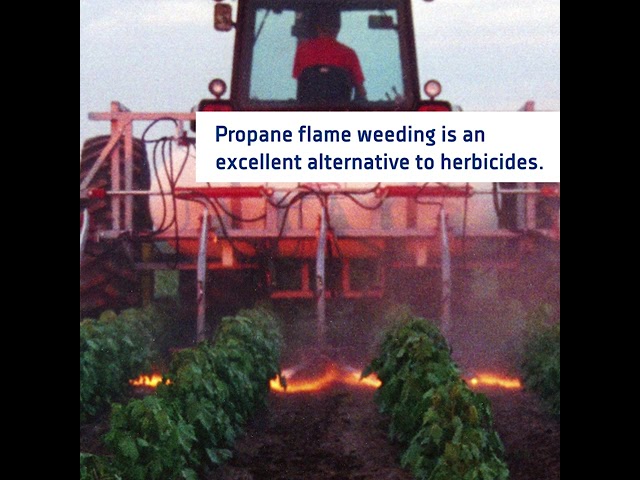 Organic Farming Made Possible by Flame Weeding