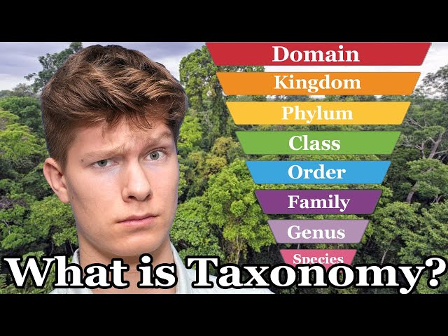 What is Taxonomy? (Everything You Need To Know)