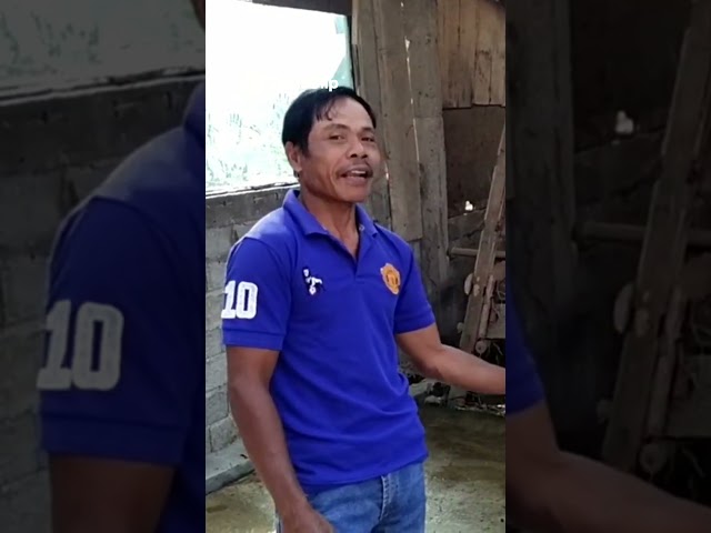 ​UNTUNG 20 JUTA DARI PENGGEMUKAN SAPI? INI RAHASIANYA!