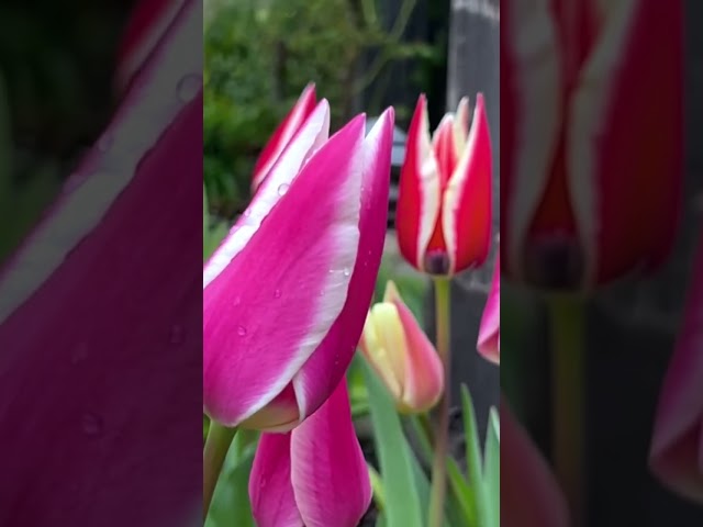 Beautiful  tulips 🌷#shorts#spring garden tour🌷❤️😍