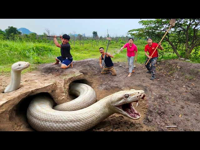 Expert Bravely Digs Up and Captures a Giant White Python