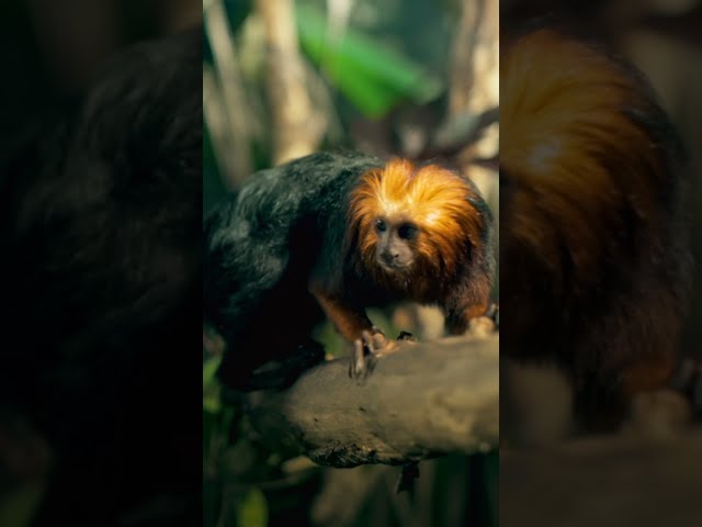 These tiny monkeys have claws like running spikes. #naturepbs #wildlife #monkey #tamarin #rainforest