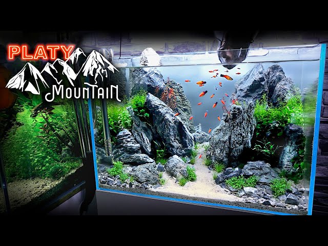 Aquascape Tutorial: PLATY FISH Mountain Aquarium (How To: Step by Step Planted Tank Guide)