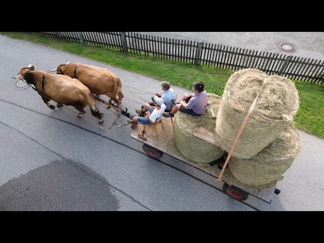 Ox Racing in Wallgau - A Visit to Farchant [Episode 7]