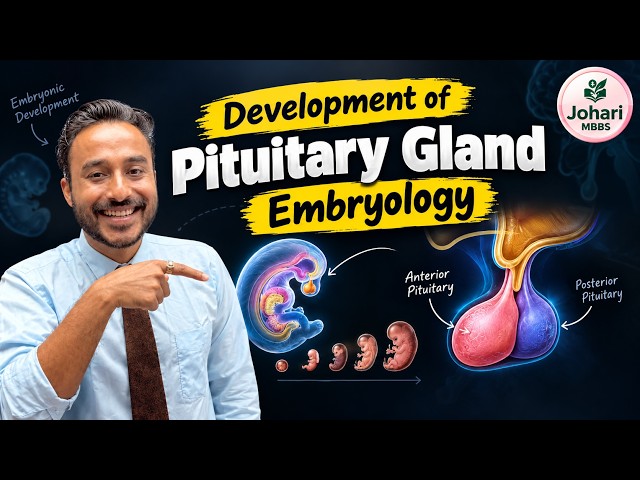 Development of Pituitary Gland Embryology MBBS 1st Year  | Pituitary Gland Development | Johari MBBS