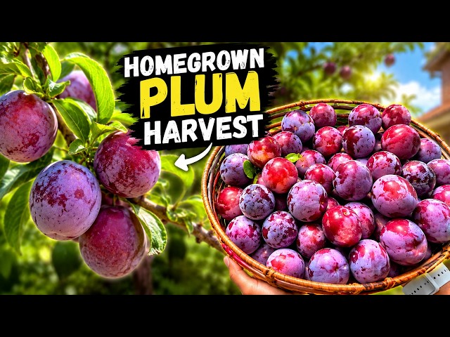 I Can't Believe This 2-Year-Old Plum Tree Produced This Much!