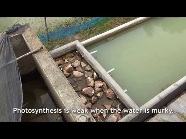 Climate proofing fish farming