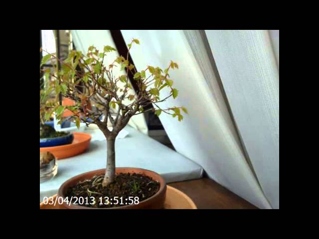 ケヤキ盆栽の葉の成長観察/StopMotion （2013/02/23 - 2013/03/21）