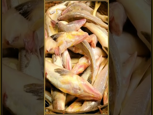 ১০/১২ দিনে গোসল করেন না কেউই || চলতি