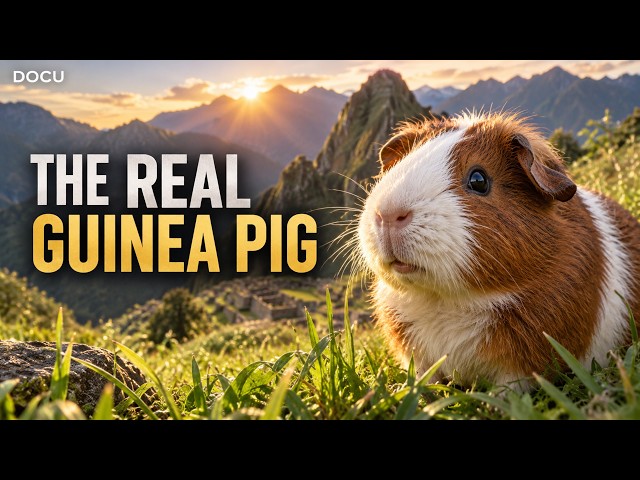 NATURE DOCUMENTARY | The Real Guinea Pig (From Wild Andes to Family Homes)