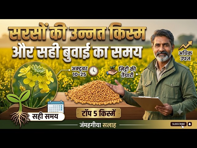 सरसों बुवाई का सही समय क्या है? | टॉप 5 सबसे ज्यादा उपज देने वाली सरसों की किस्में