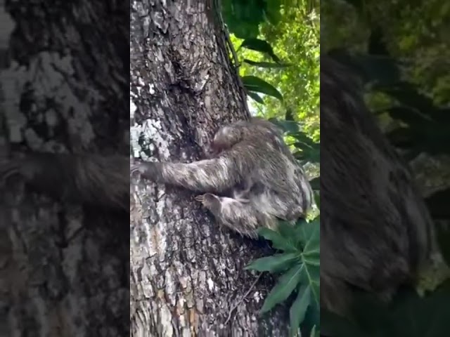Baby sloth reunited with mom #sloth #motherhood #humanity