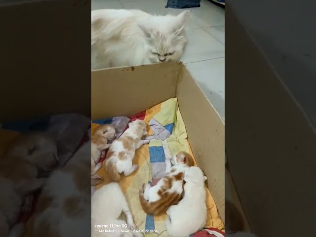 Cat #kitten #shorts #parsiancat #cute #catbabies #viralshorts #fypviralシ #trendingshorts #ytshorts