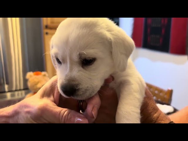 A Birthday "Banana Milkshake" for Lab Puppy, PUMPKIN! #cutepuppy #labrador #puppy