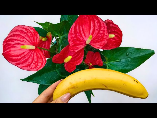 🔥🍌👍 Miraculously, just one fruit makes the anthurium bloom like crazy.