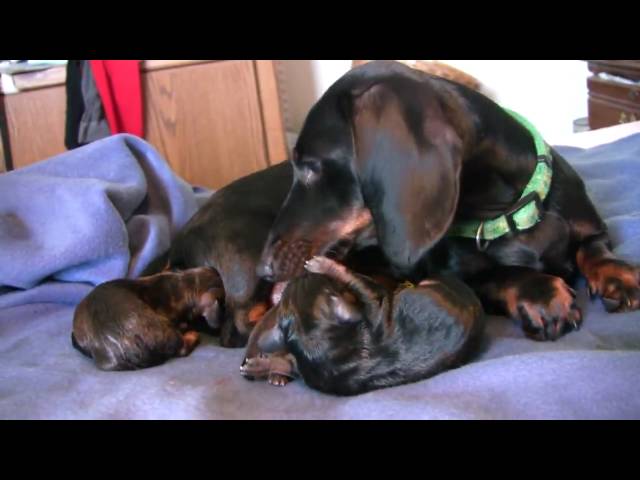 Dachshund- 3rd Puppy Birth