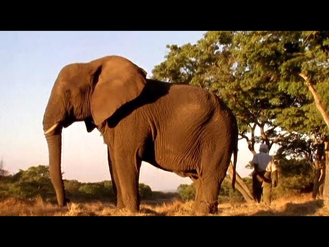 The Elephant Who Became Buffalo Leader - Nzou’s Unbelievable Story