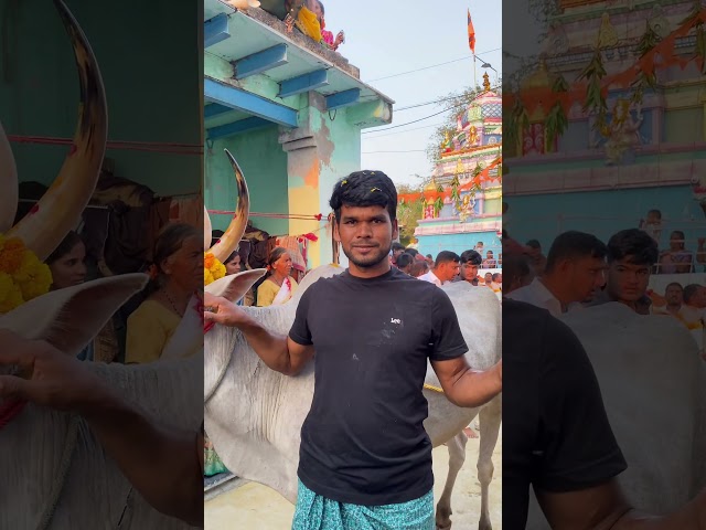 Srirama navami celebrations part 1 #village #bull #god #nature