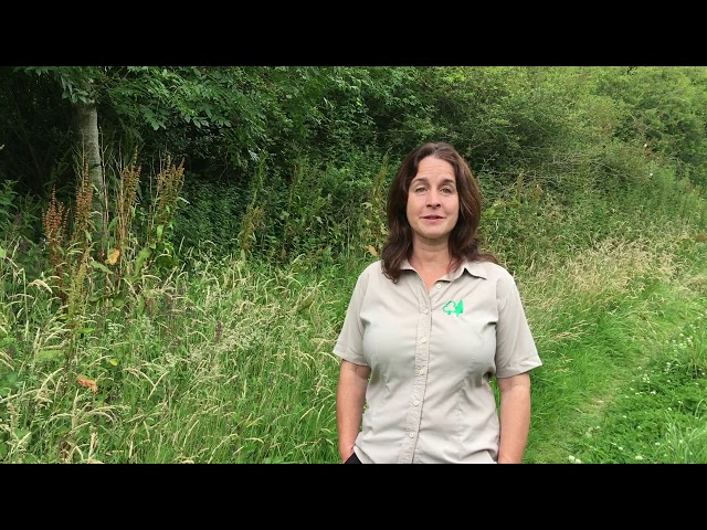 Grants and incentives available for woodland creation