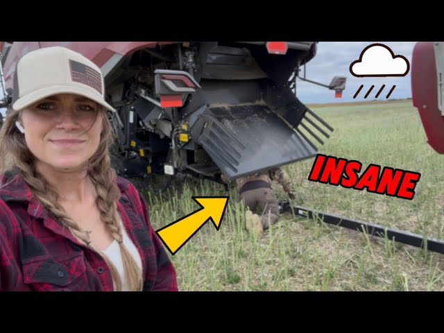 Nothing But Bad Luck With Canola