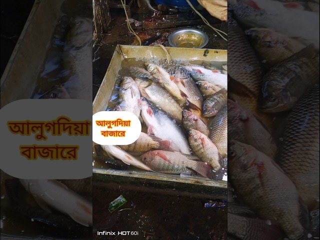 🐟 আলোকদিয়া বাজারে মাছ কিনতে গেলাম! 😱 এত মাছ একসাথে! | Village Vlog #Shorts