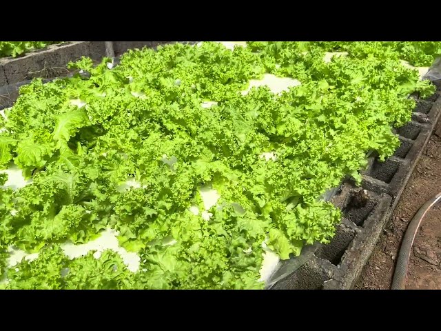 Bakit mas maganda ang Kratky vs NFT sa aming lugar