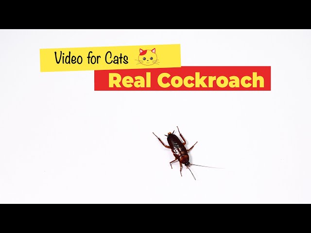 CAT GAMES - Cockroach Game for Cats (1 HOUR)🐈
