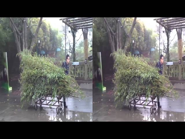 Chengdu  Panda 01