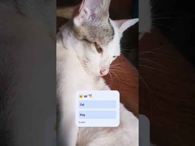1% didn't know if this is a cat or dog