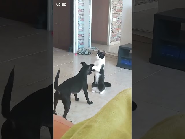 Tom and Jerry in real life 🤣 #02
