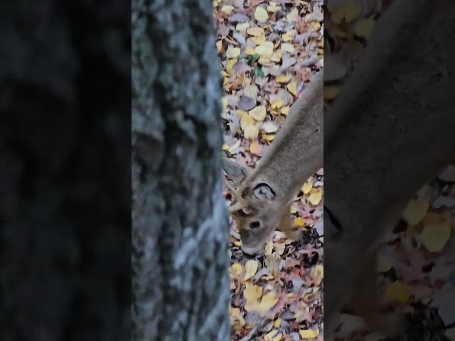 Fork Horn Buck Cruising Through #whitetail #deer