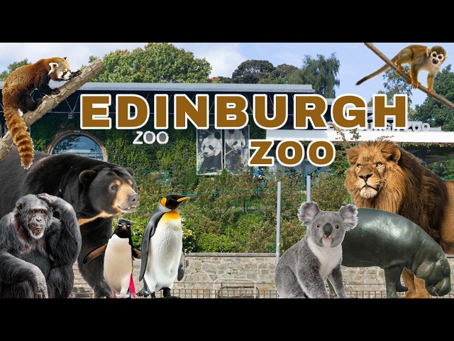 Best Zoo In The U.K ? - Edinburgh Zoo l Zoo Review