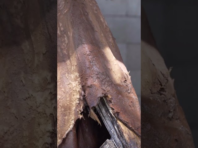 From Elk Hide to Shoes | Bark Tanning #primitiveskills #hunting #survivalskills #flintlockhunting