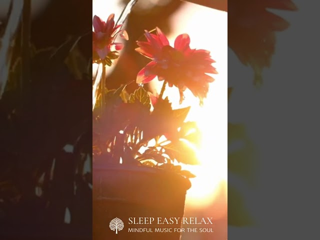 Zen Moments: Relaxing Ambient Vibes 🌌🎵 #ZenMoments #AmbientVibes #shorts