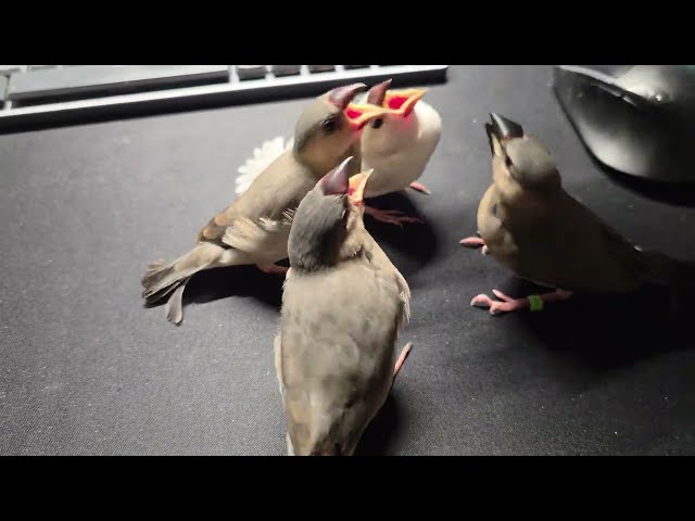 Java finch morning feeding (Day 36)