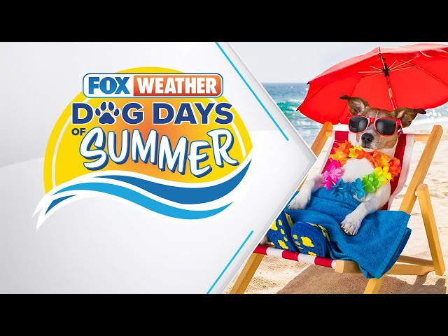 Dog Days Of Summer | Full Episode